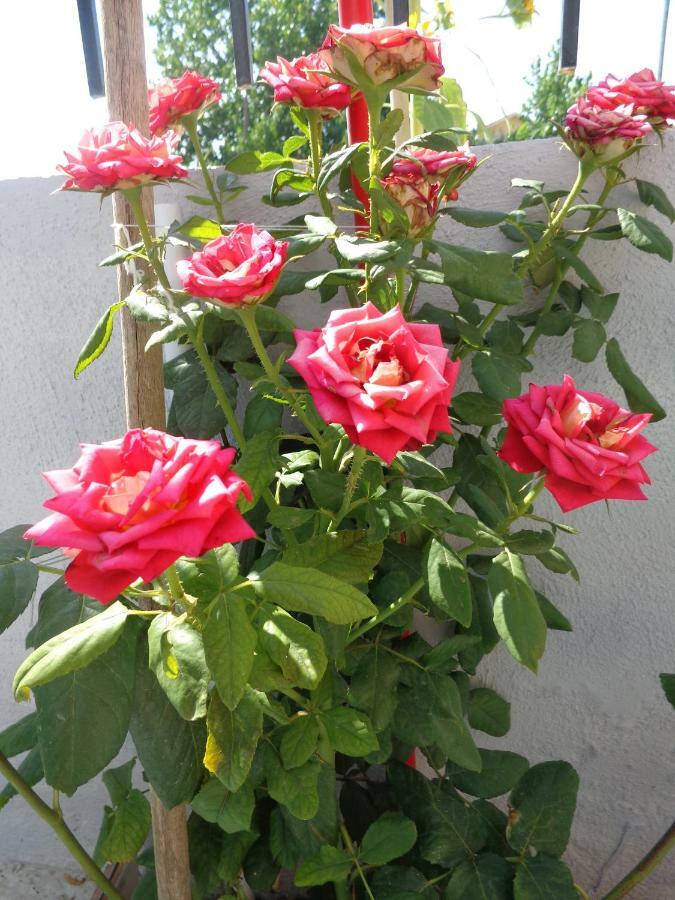 Roses Studios Nea Moudania Ngoại thất bức ảnh